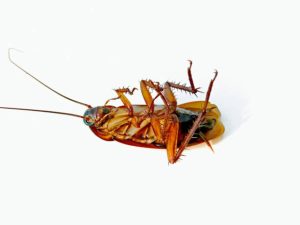 Cockroach Eradication Done Right Effective and Safe Methods