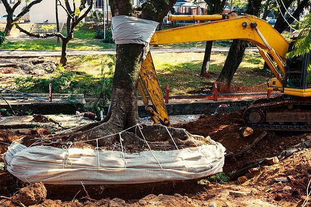 Fast and Safe Tree Removal Springfield by Lufkin Environmental