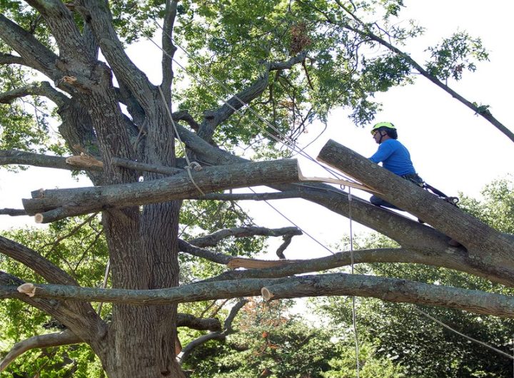 Expert Tree Removal Backed by Skilled Arborists