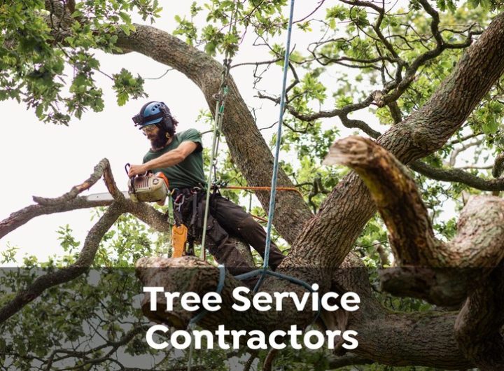 Residential and Commercial Tree Service in Shelton