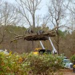 Affordable Tree Service Madison for Residential & Commercial Needs