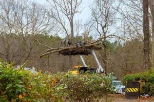 Affordable Tree Service Madison for Residential & Commercial Needs
